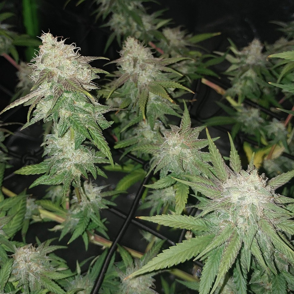 Семена марихуаны  Auto Jack Hammer feminised Victory Seeds