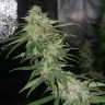 семена марихуаны в Алматы Auto Jack Hammer feminised Victory Seeds