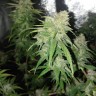 семена культурной конопли купить Auto Jack Hammer feminised Victory Seeds