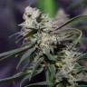 конопля семена сорта заказать Auto Jack Hammer feminised Victory Seeds