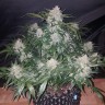 Семена марихуаны Auto Anesthesia feminised Ganja Seeds