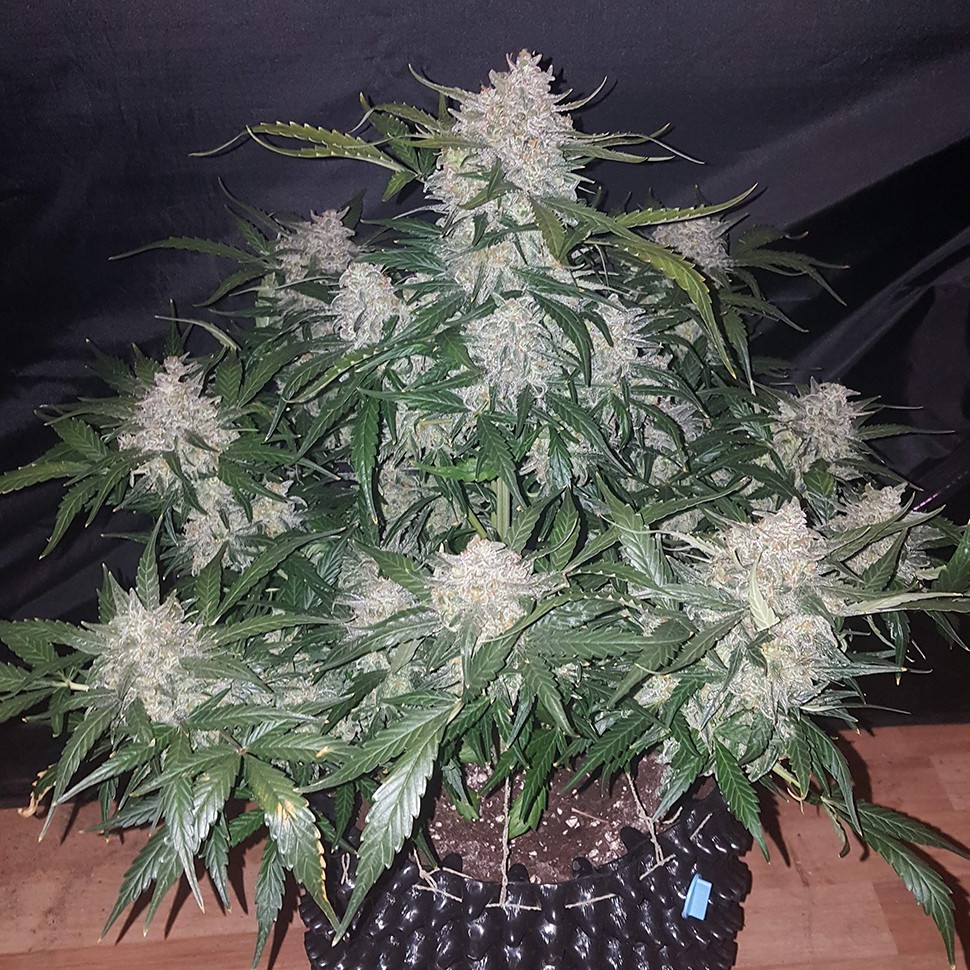 Семена конопли  Auto Anesthesia feminised Ganja Seeds