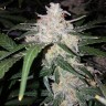 Семена конопли Auto Anesthesia feminised Ganja Seeds