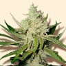 Amnesia Haze feminised Ganja Seeds купить