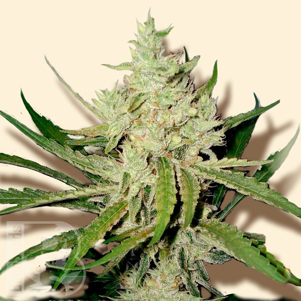 Семена каннабиса  Amnesia Haze feminised Ganja Seeds