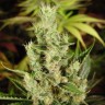 Amnesia Haze feminised Ganja Seeds заказать