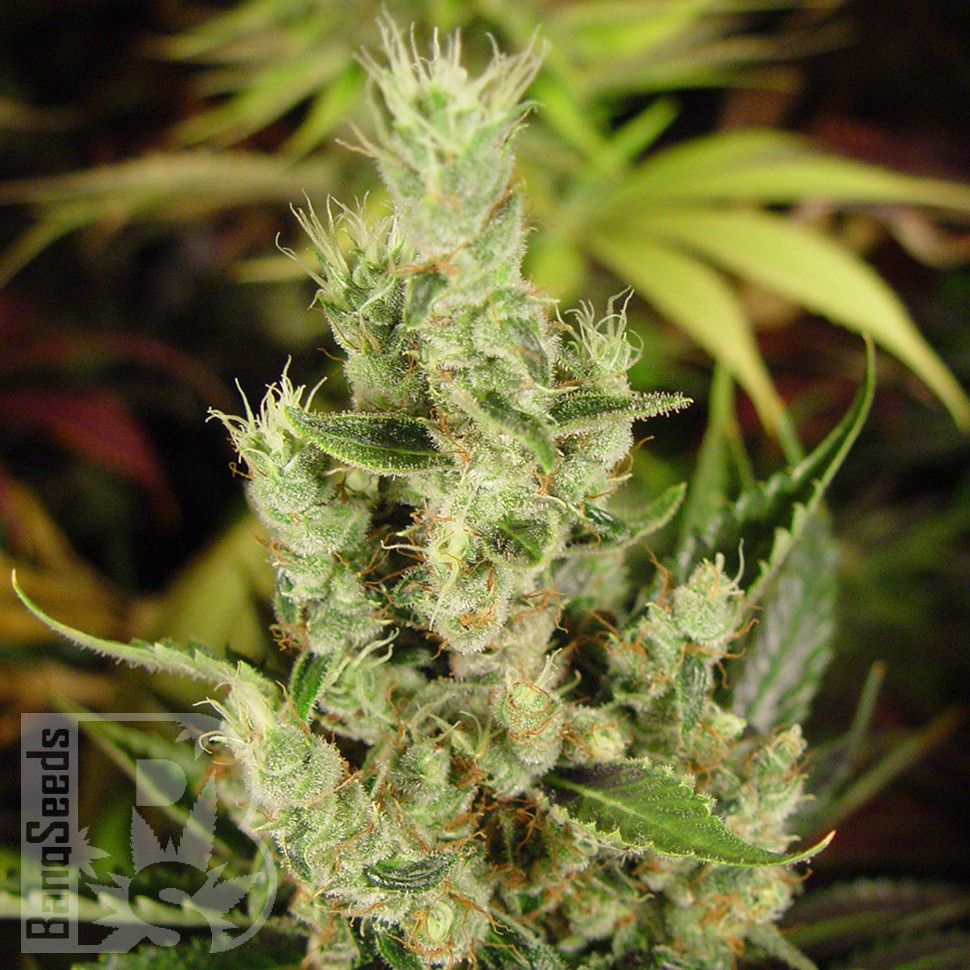 Amnesia Haze feminised Ganja Seeds заказать