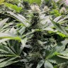 Amnesia Haze feminised Ganja Seeds недорого