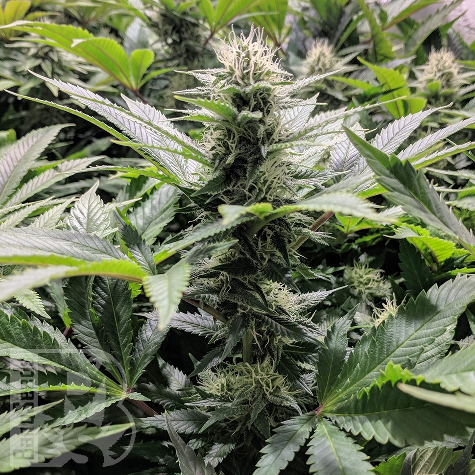 Amnesia Haze feminised Ganja Seeds недорого