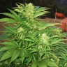 Семена конопли  Narkush feminised Ganja Seeds