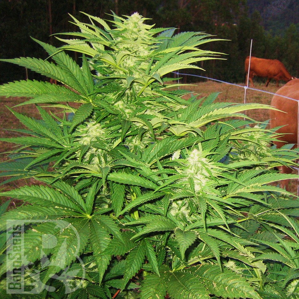 Семена конопли  Narkush feminised Ganja Seeds