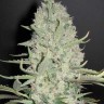 Семена конопли  Narkush feminised Ganja Seeds