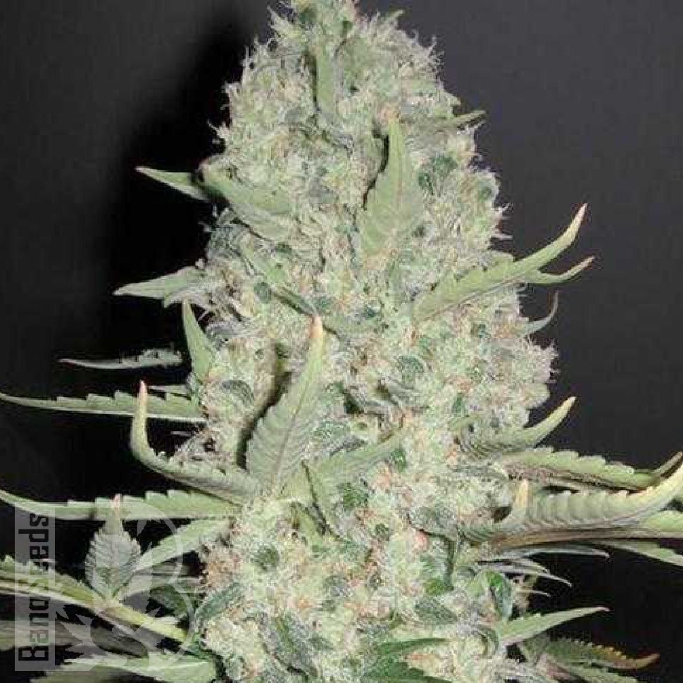 Семена конопли  Narkush feminised Ganja Seeds