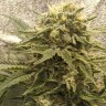 Семена  Jack Herer regular Ganja Seeds