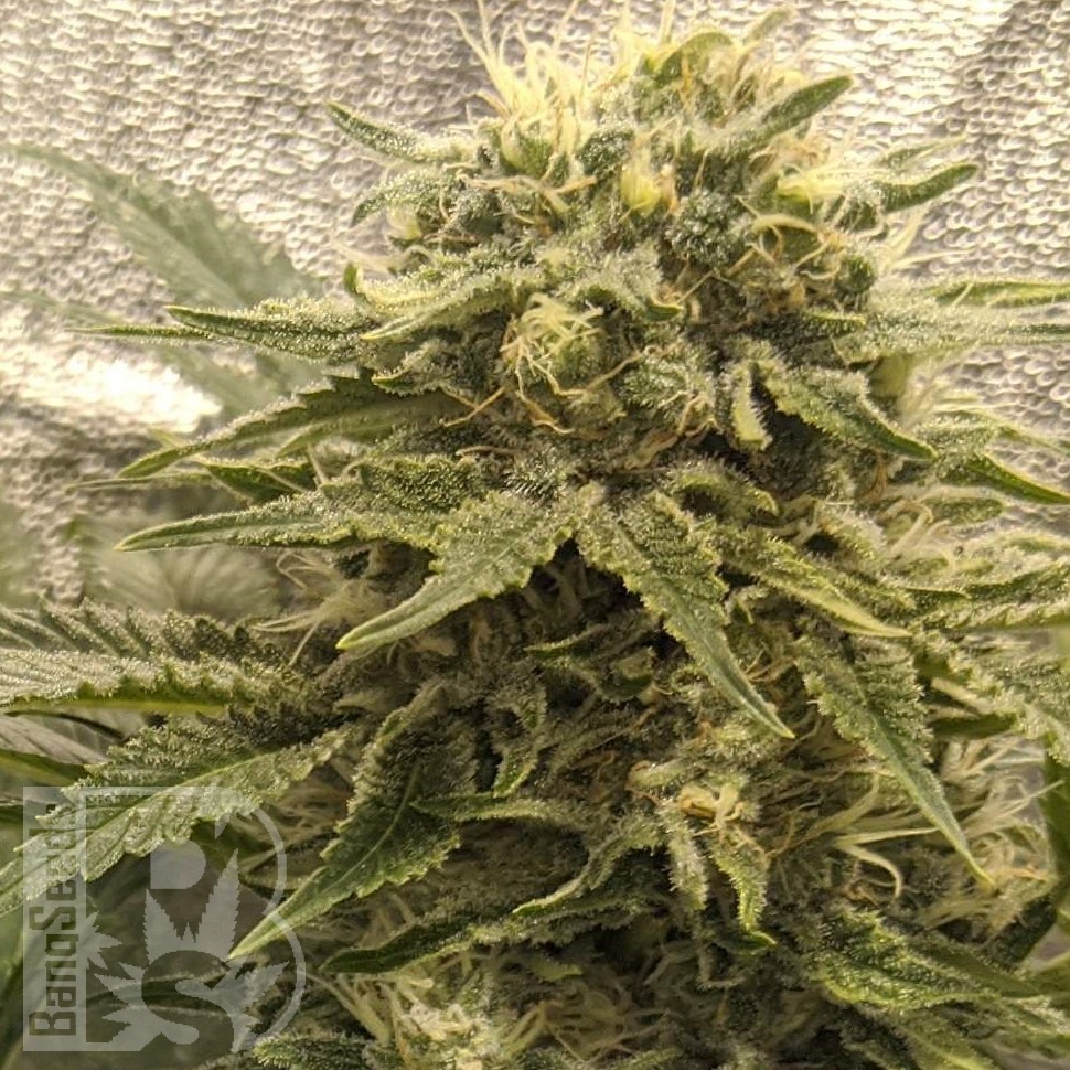 Семена  Jack Herer regular Ganja Seeds