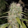 Семена  Jack Herer regular Ganja Seeds