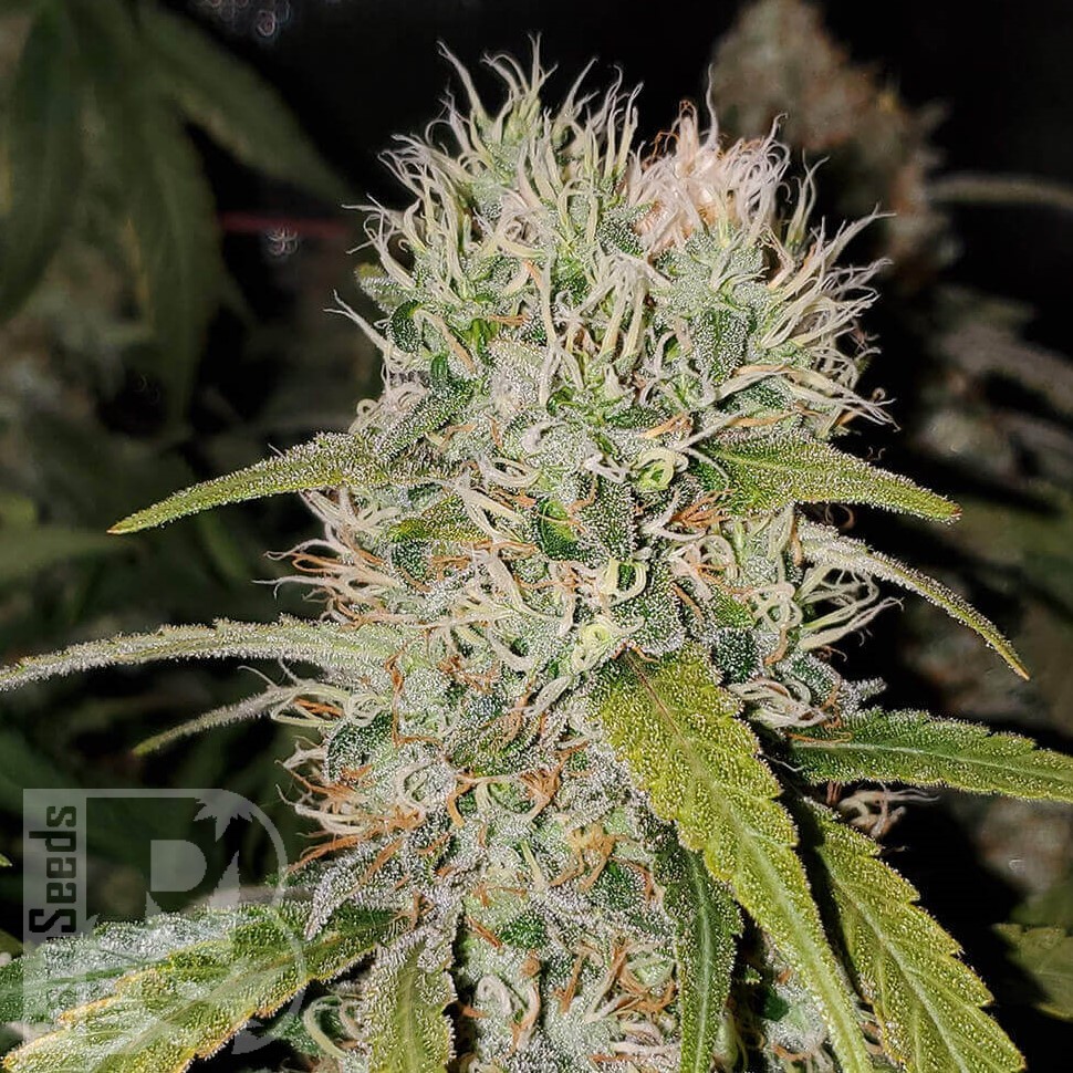 Семена  Jack Herer regular Ganja Seeds