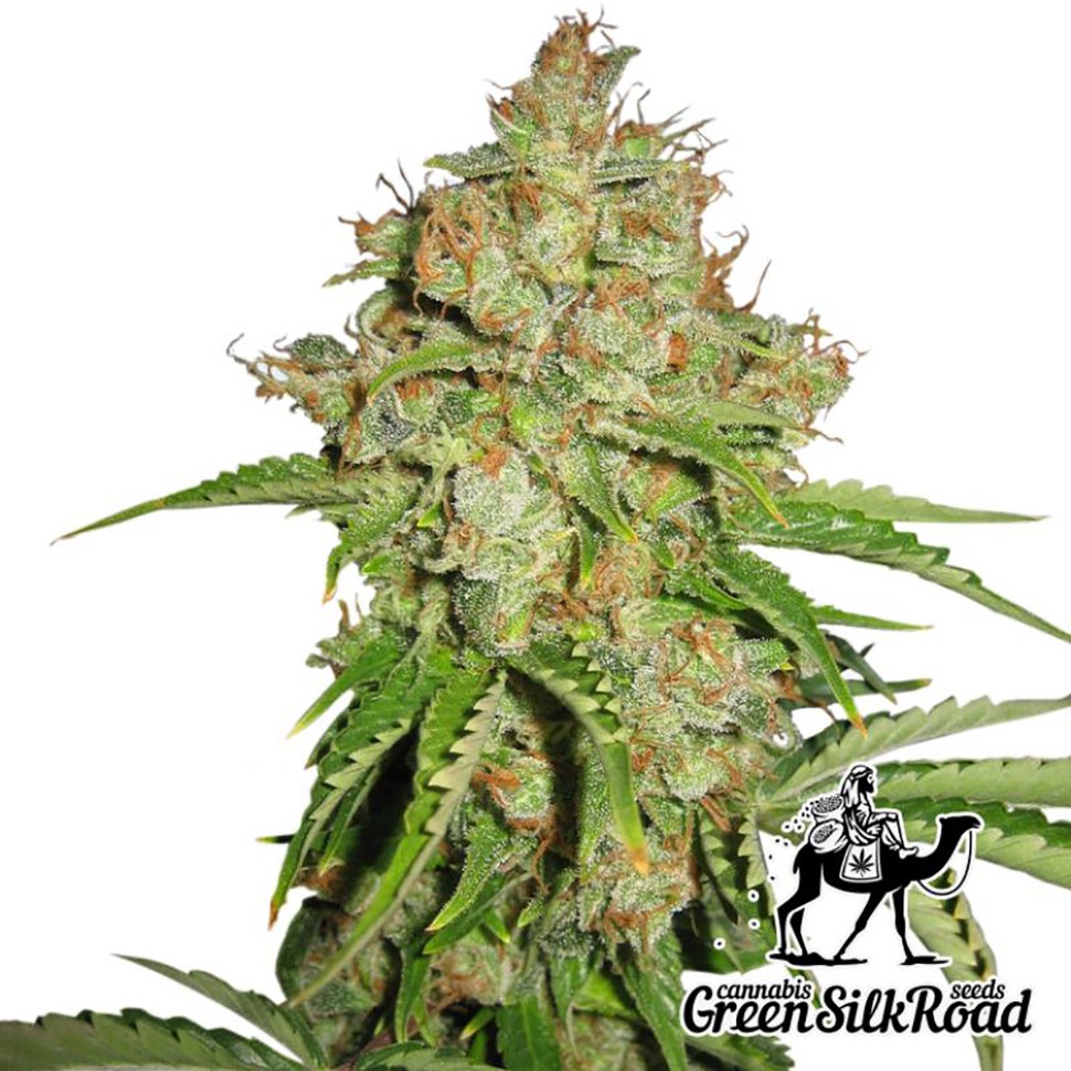 Семена марихуаны  Auto White Russian feminised Green Silk Road Seeds