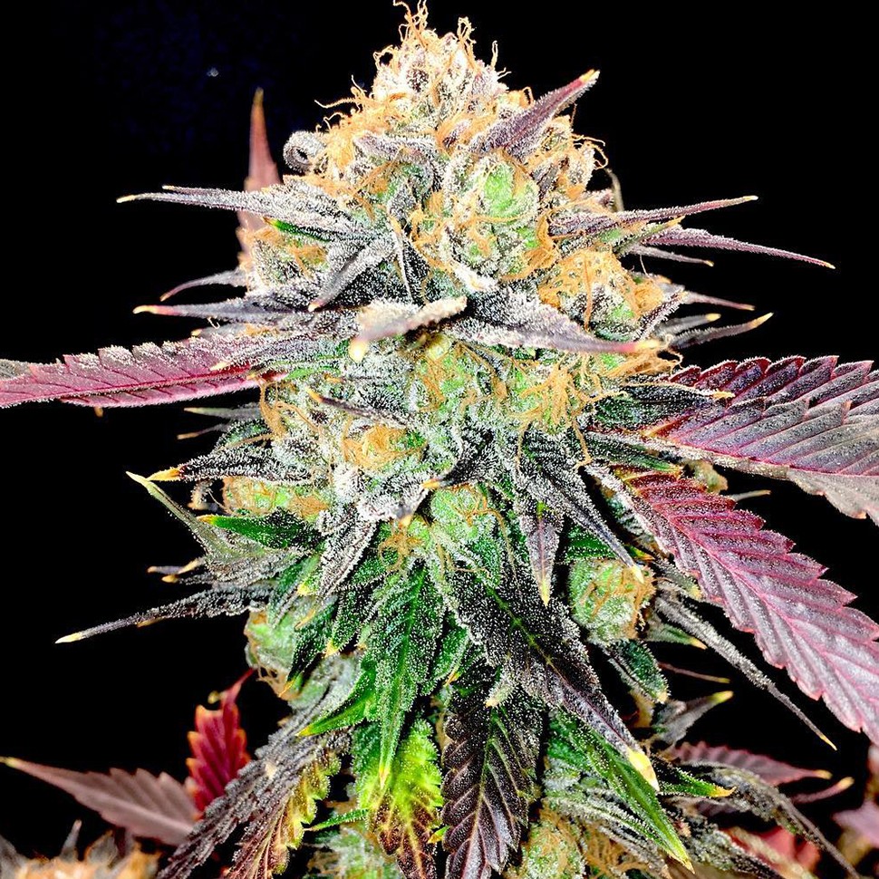 Семена  Auto NHL Diesel feminised Victory Seeds