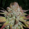 семена конопли индика Auto NHL Diesel feminised Victory Seeds