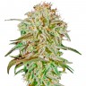 Семена конопли  AMS feminised Ganja Seeds