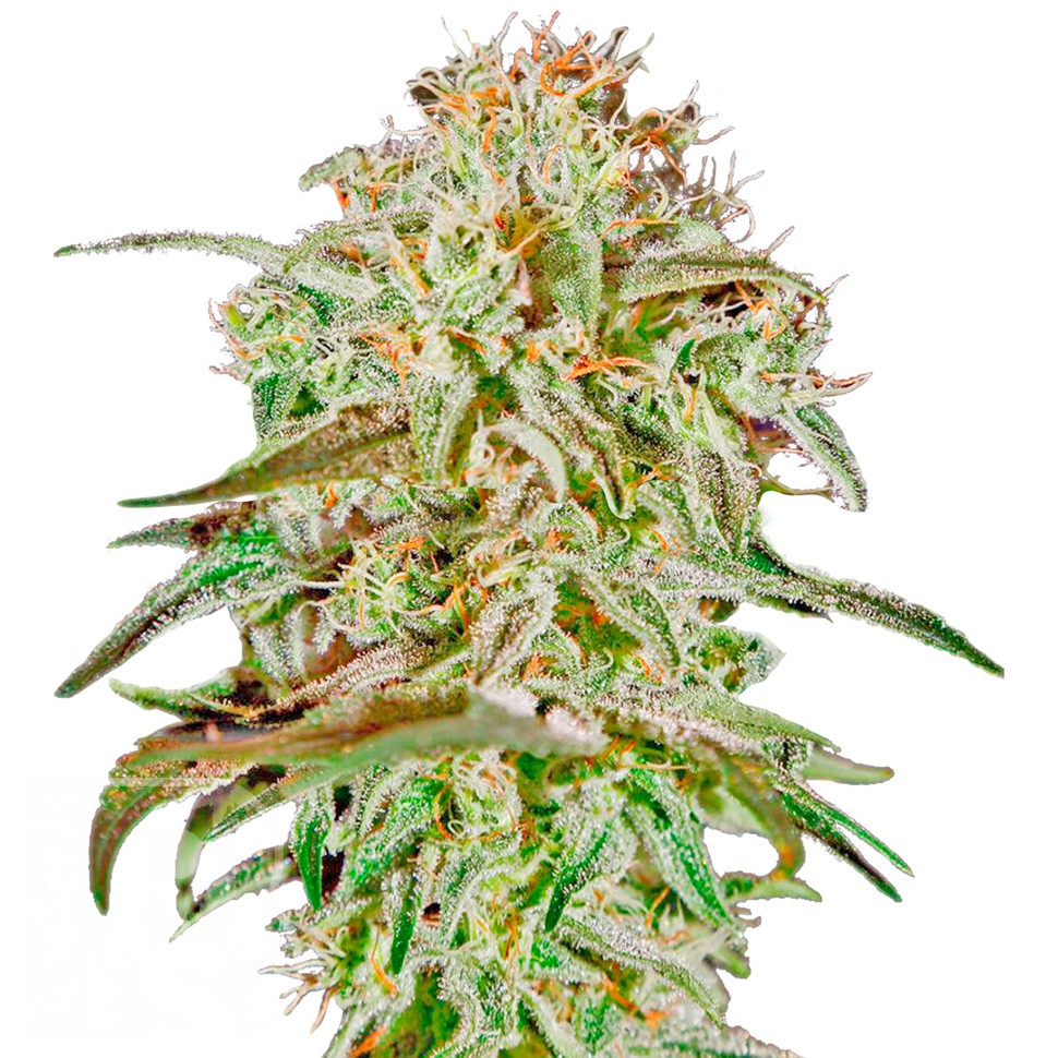 Семена конопли  AMS feminised Ganja Seeds