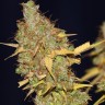 Семена конопли  AMS feminised Ganja Seeds