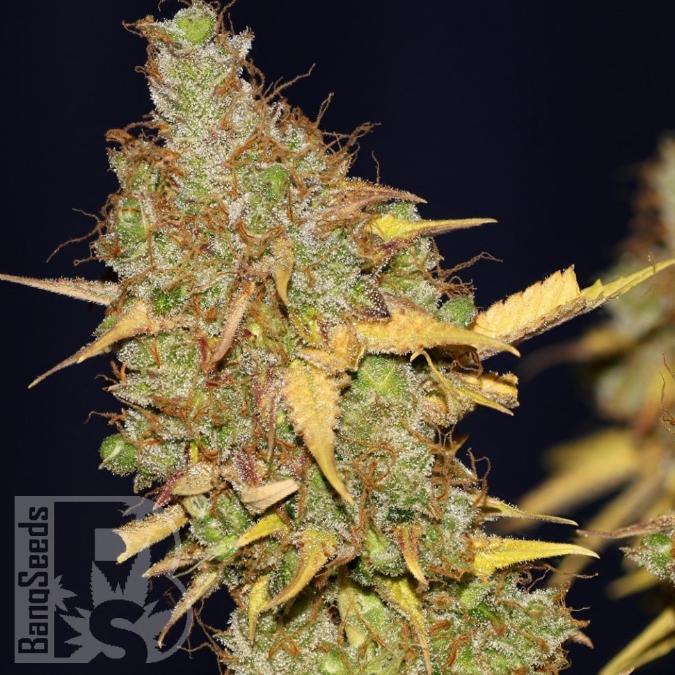 Семена конопли  AMS feminised Ganja Seeds