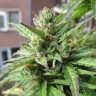 Семена конопли  Northern Lights x Skunk feminised Ganja Seeds