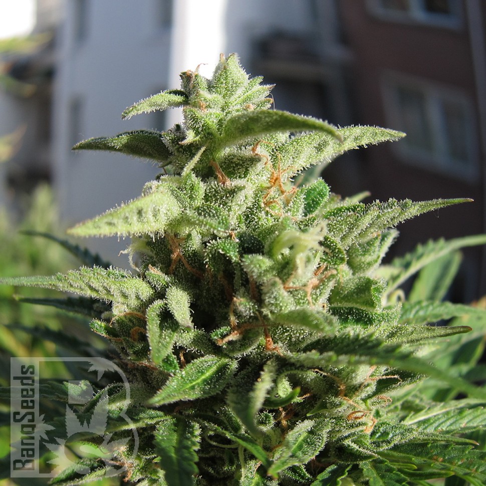 Семена конопли  Northern Lights x Skunk feminised Ganja Seeds