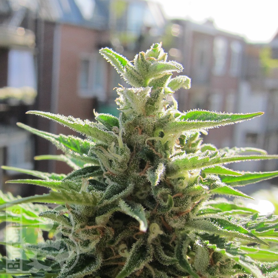 Семена конопли  Northern Lights x Skunk feminised Ganja Seeds