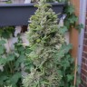 Семена конопли  Northern Lights x Skunk feminised Ganja Seeds