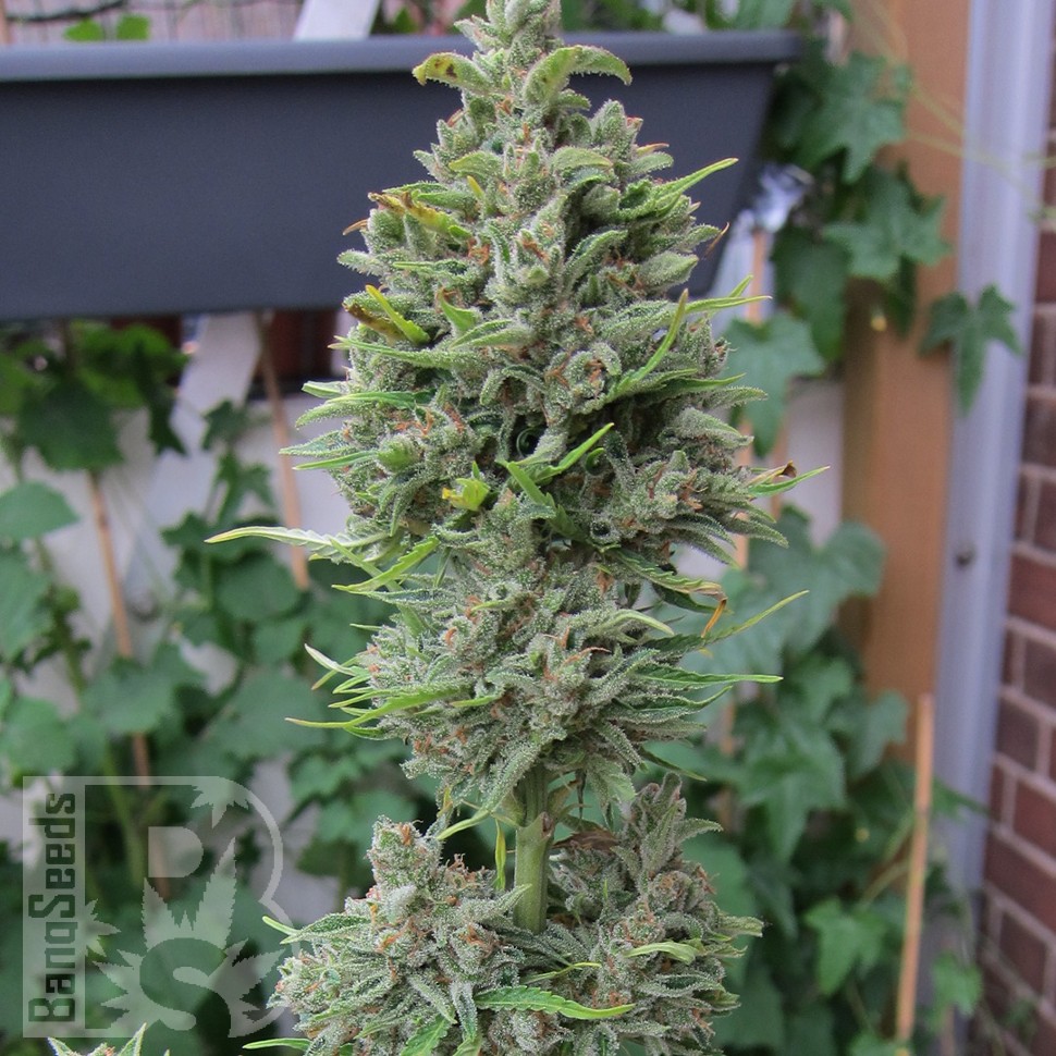 Семена конопли  Northern Lights x Skunk feminised Ganja Seeds