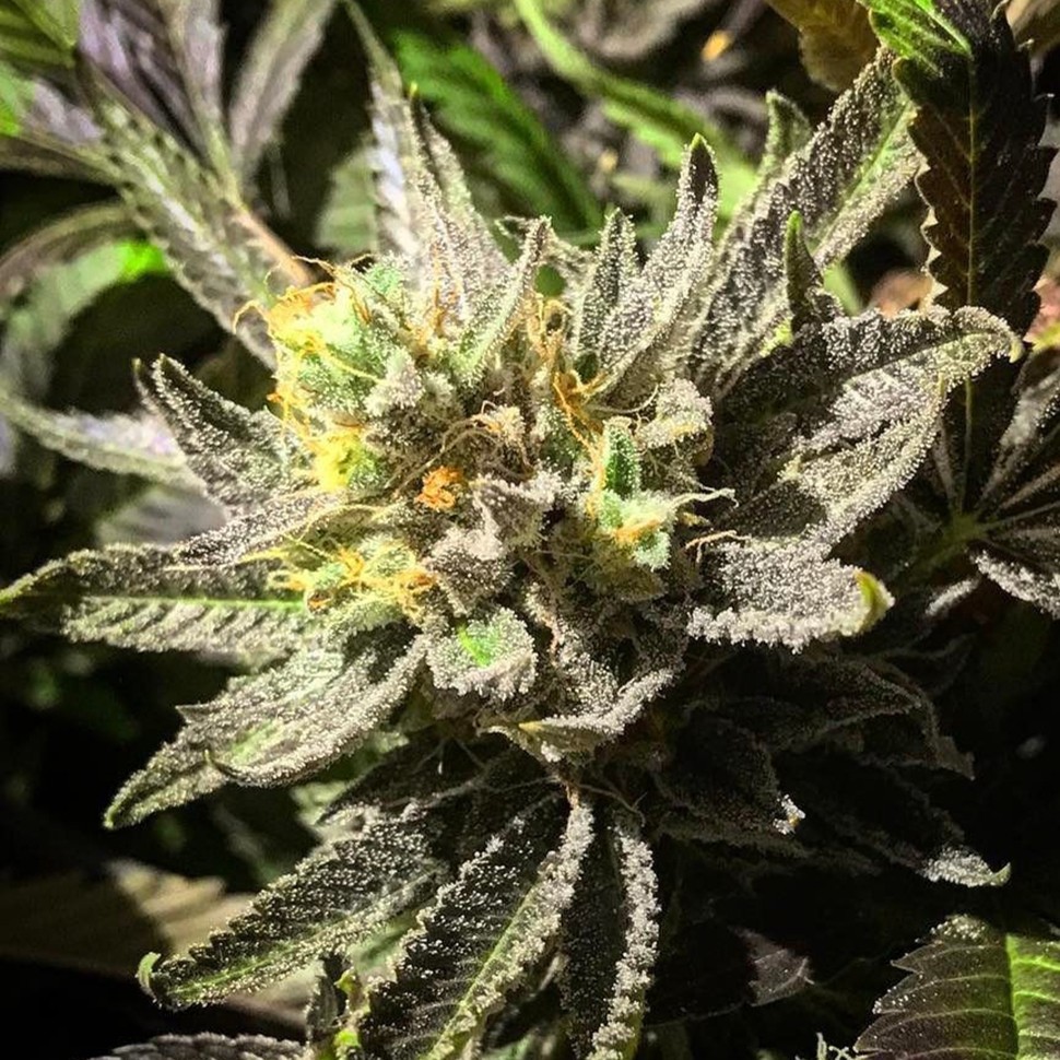 Семена конопли  Bubbleberry regular Ganja Seeds