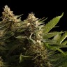 Семена конопли  Bubbleberry regular Ganja Seeds