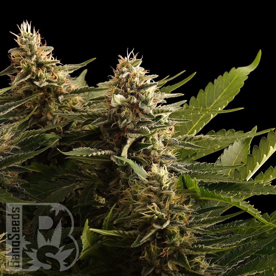 Семена конопли  Bubbleberry regular Ganja Seeds