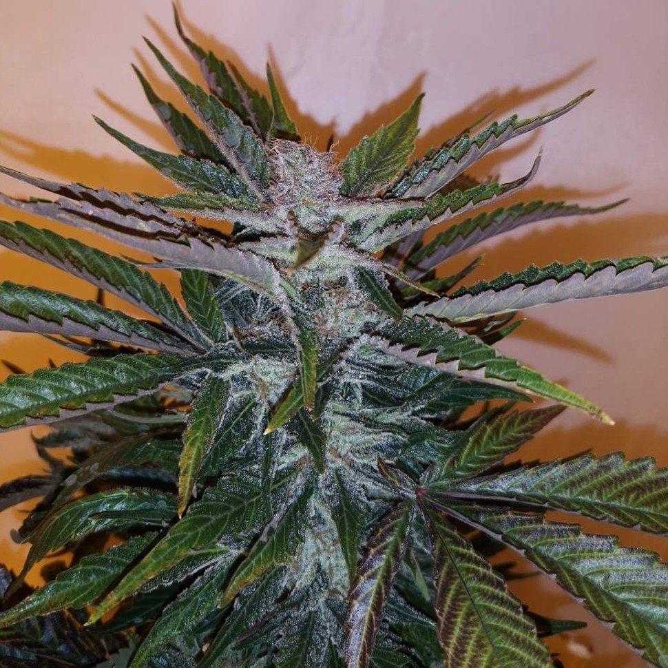 Семена  White russian x White widow (Russian Widow) regular Ganja Seeds