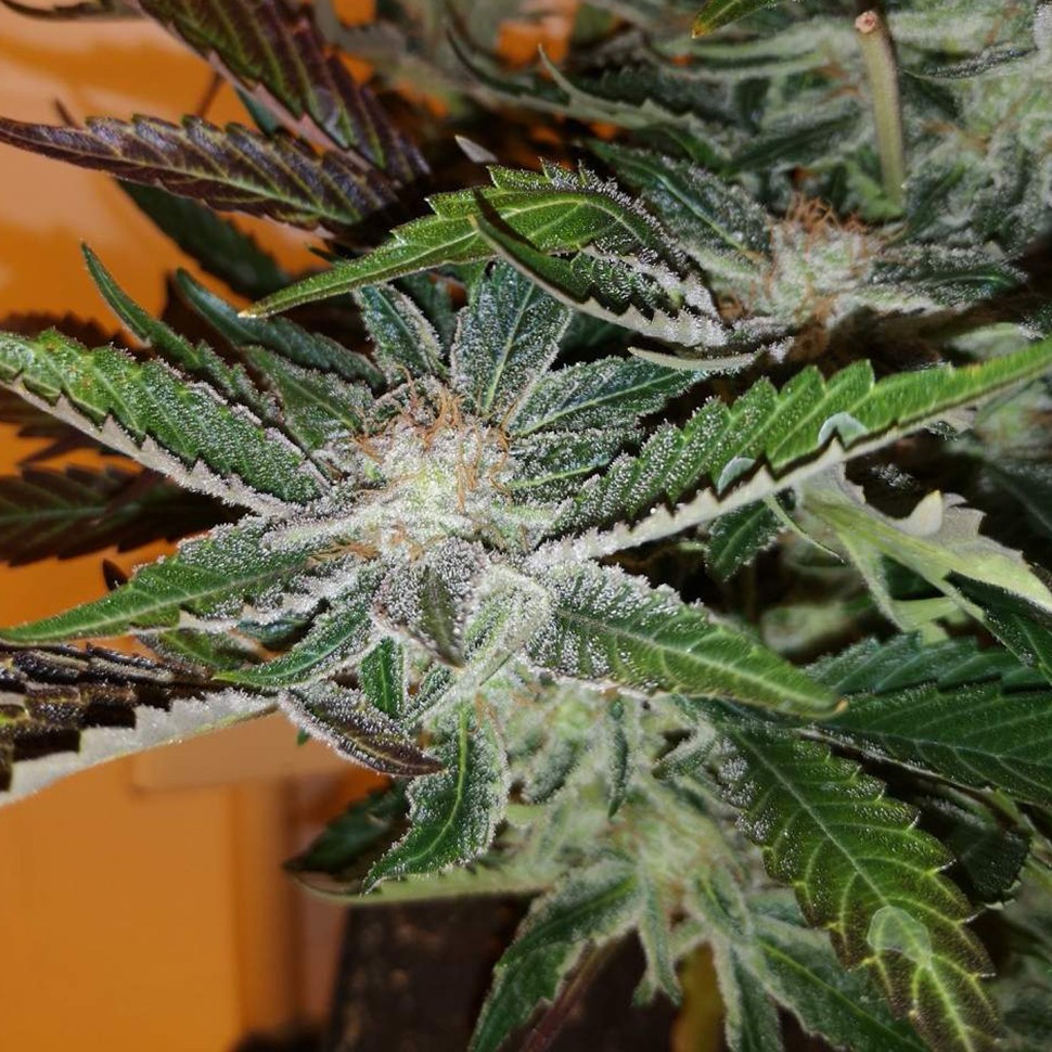 конопля семена сорта заказать White russian x White widow (Russian Widow) reg