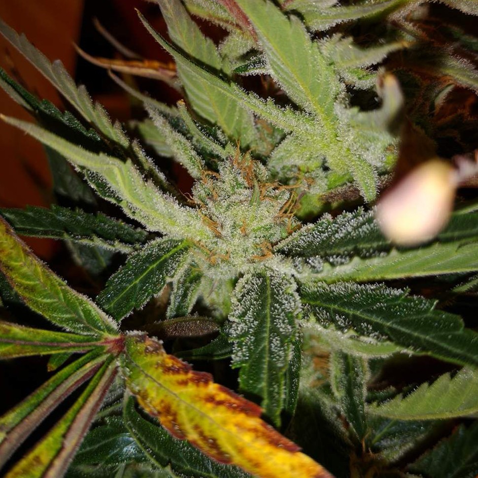 заказать семена конопли курьером White russian x White widow (Russian Widow) reg