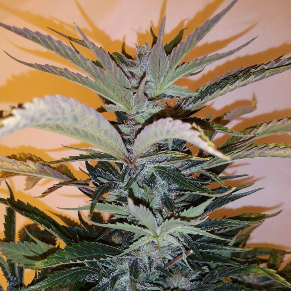 купить мощные семена конопли White russian x White widow (Russian Widow) reg