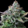 Семена  White russian x White widow (Russian Widow) regular Ganja Seeds