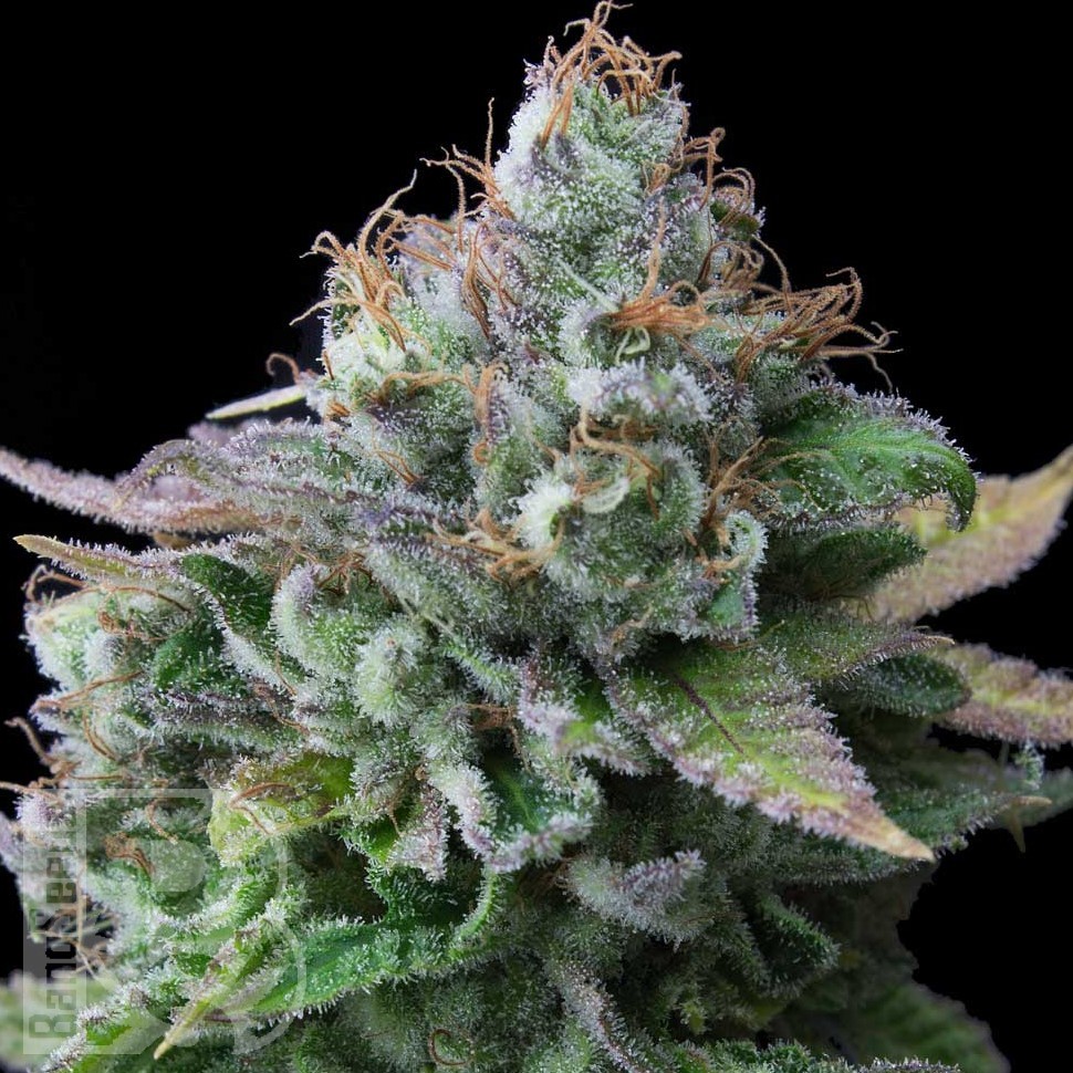 Семена  White russian x White widow (Russian Widow) regular Ganja Seeds