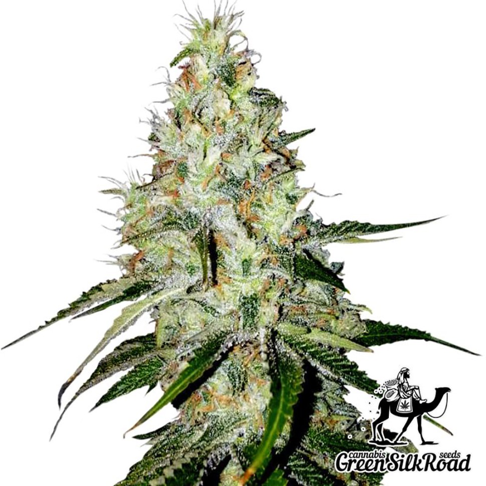 Семена конопли  Auto White Widow feminised Green Silk Road Seeds