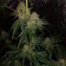 семена конопли курьером Auto OG Kush feminised Victory Seeds