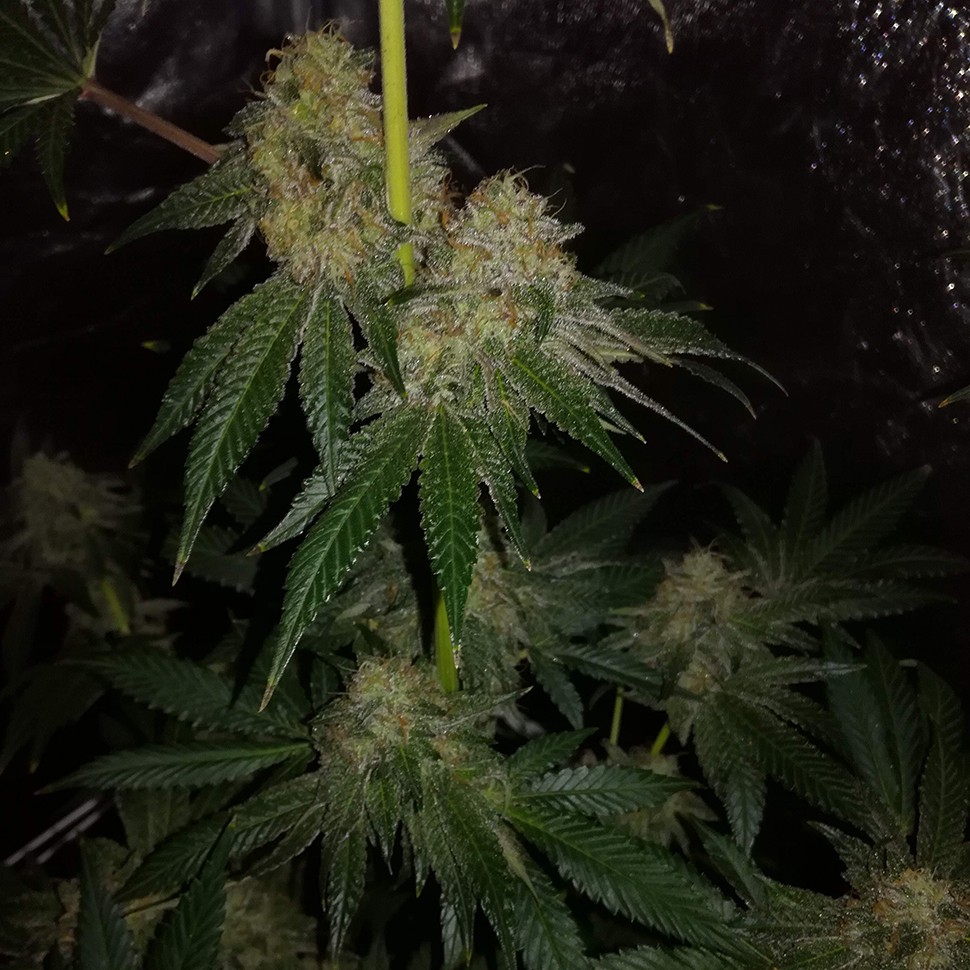 Семена конопли  Auto OG Kush feminised Victory Seeds