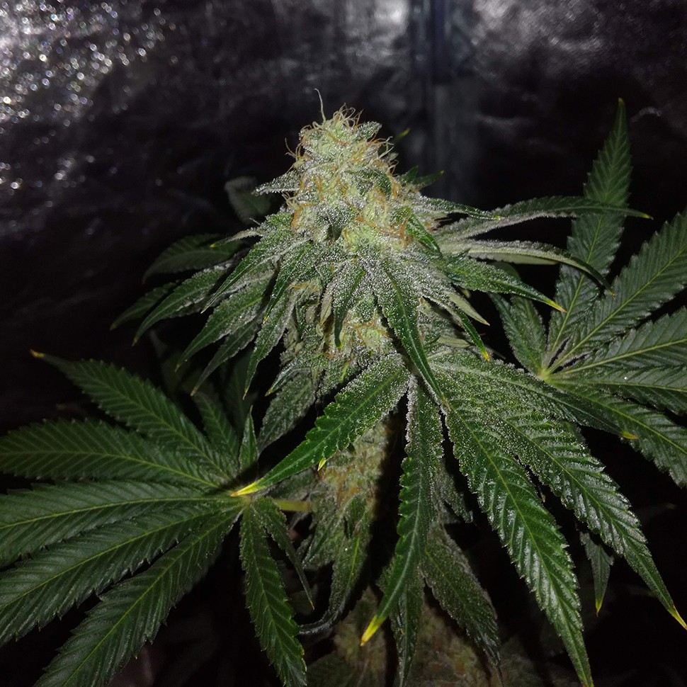 семена конопли Алма-Ата Auto OG Kush feminised Victory Seeds