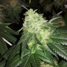 семена конопли марихуаны Auto OG Kush feminised Victory Seeds