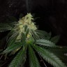 семена конопли элитных сортов Auto OG Kush feminised Victory Seeds