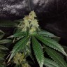 семена конопли аутдор Auto OG Kush feminised Victory Seeds