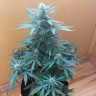 Семена марихуаны Auto Big Bang feminised Ganja Seeds